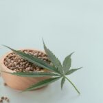 Sweet Seeds – producent znany z odmian o wyjątkowych profilach smakowych