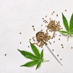 Najwięksi światowi producenci nasion marihuany – ranking 2025